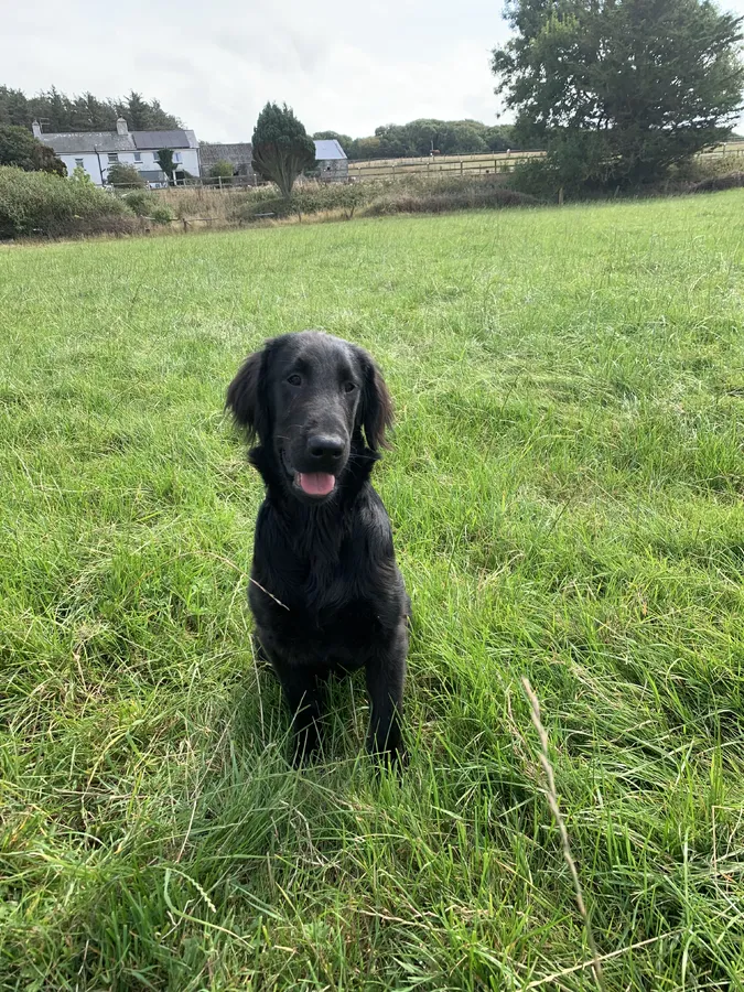 Young Flat coat dog pup for sale
