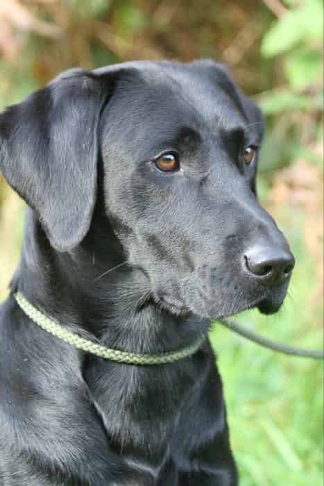 Health Tested KC Registered Black Labrador at Stud