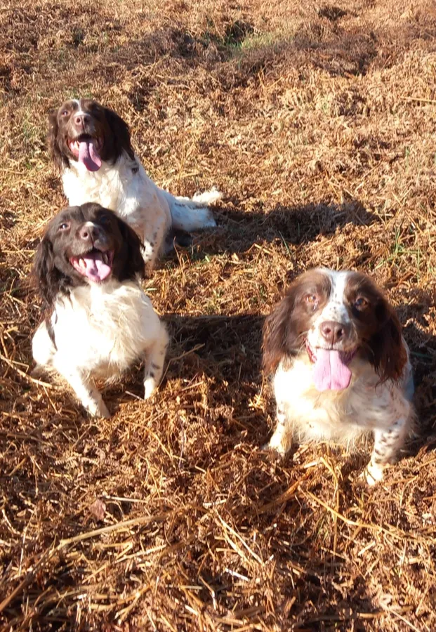 DNA Health Tested English Springer Spaniel Bitch