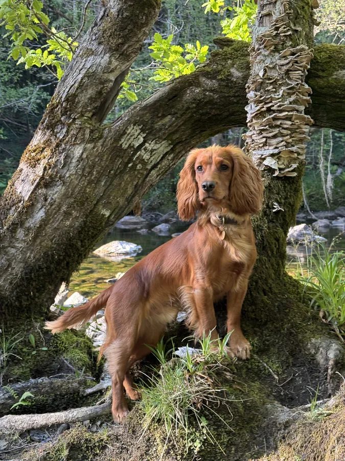 Health tested Working Cocker Spaniel at Stud