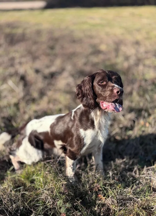 PROVEN Fully Health Tested English Springer Spaniel stud