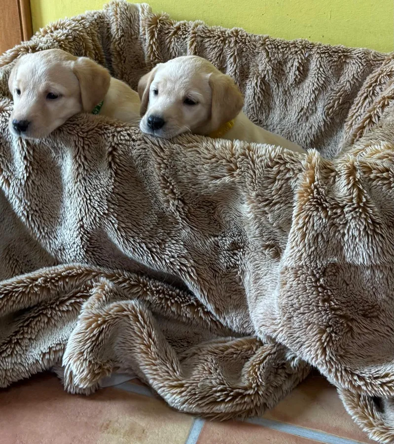 KC Reg Labrador Puppies for sale