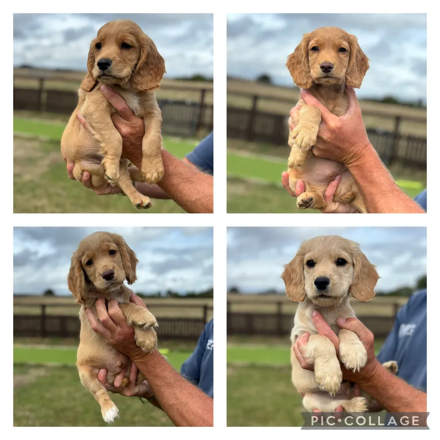 Golden Working Cocker Spaniel