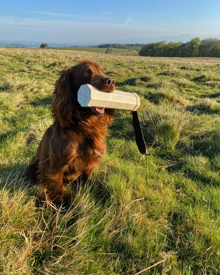 FTW-OFTAW Fully health tested cocker