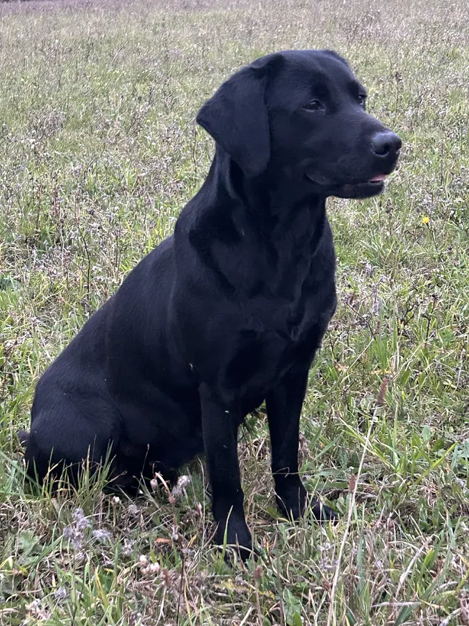 3 black dogs available