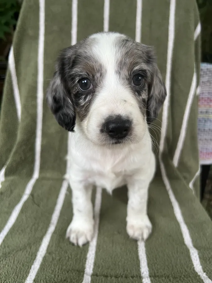 6 happy and healthy working Cocker Spaniels for sale