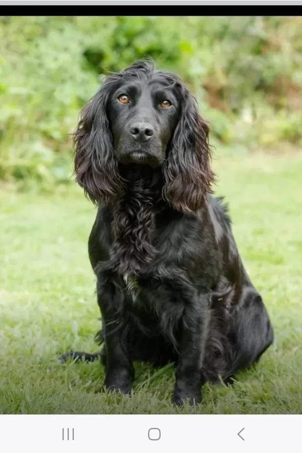 Black Cocker Spaniel Pups
