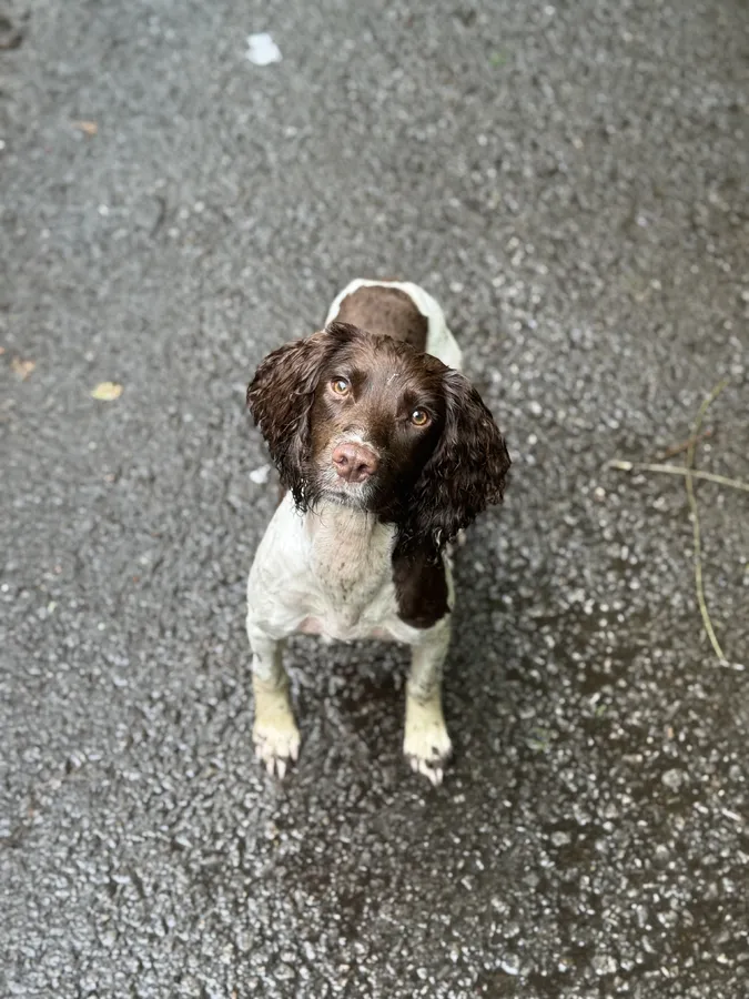 VERY WELL BREAD SPRINGER SPANIEL 7 MONTHS