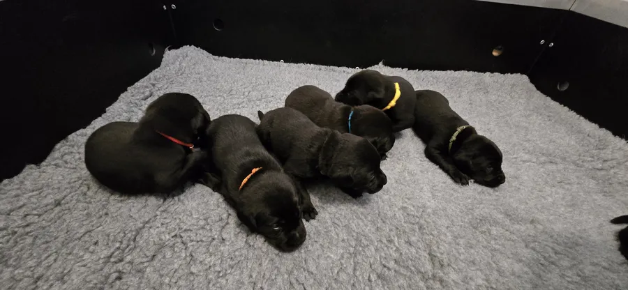 Beautiful black boys