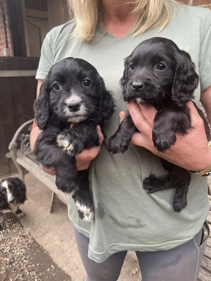 Working cocker spaniel