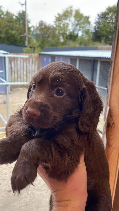 Cocker pups