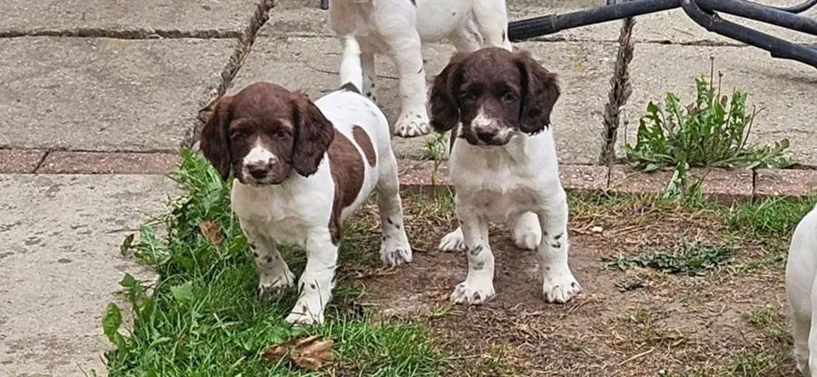 Kc springer spaniel