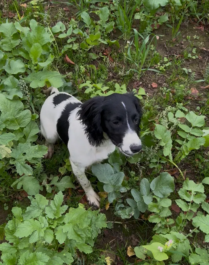 FTCh x FTCh bred bitch pup 5months old