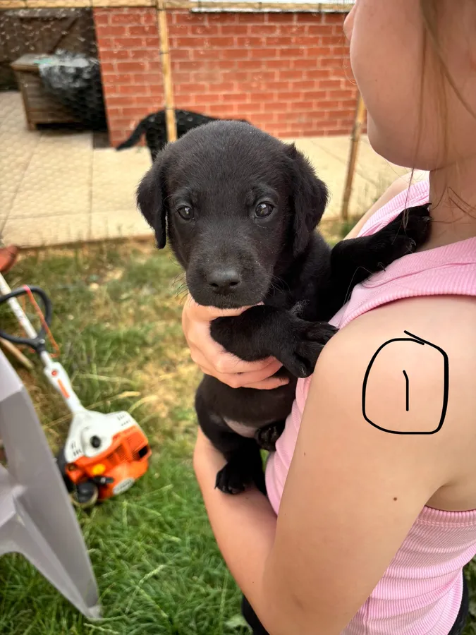 Labrador puppies