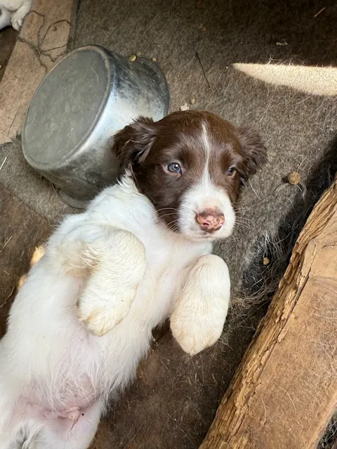 Pedigree springer puppies