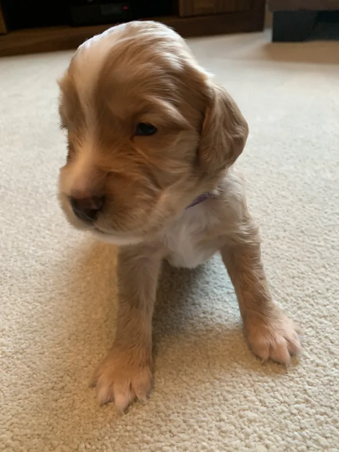 KC Registered Working Cocker Spaniel Puppies for Sale