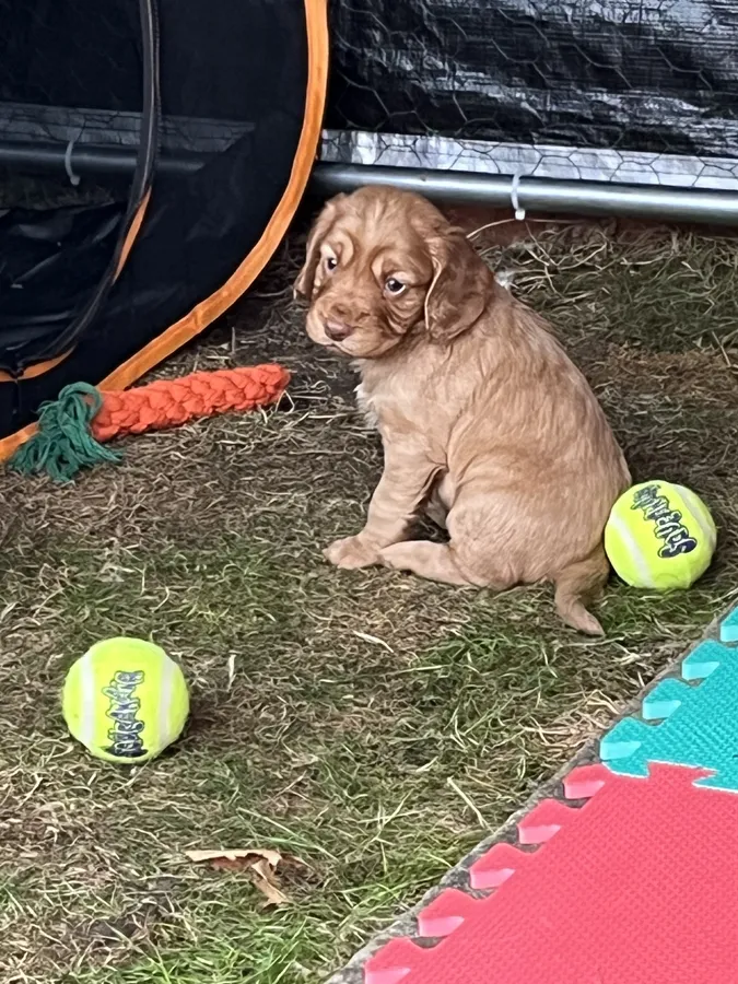 Well bred KC registered working cocker spaniel puppies