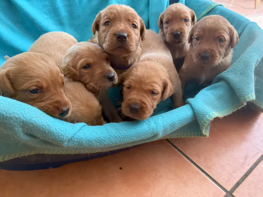 Fox Red Labrador Puppies