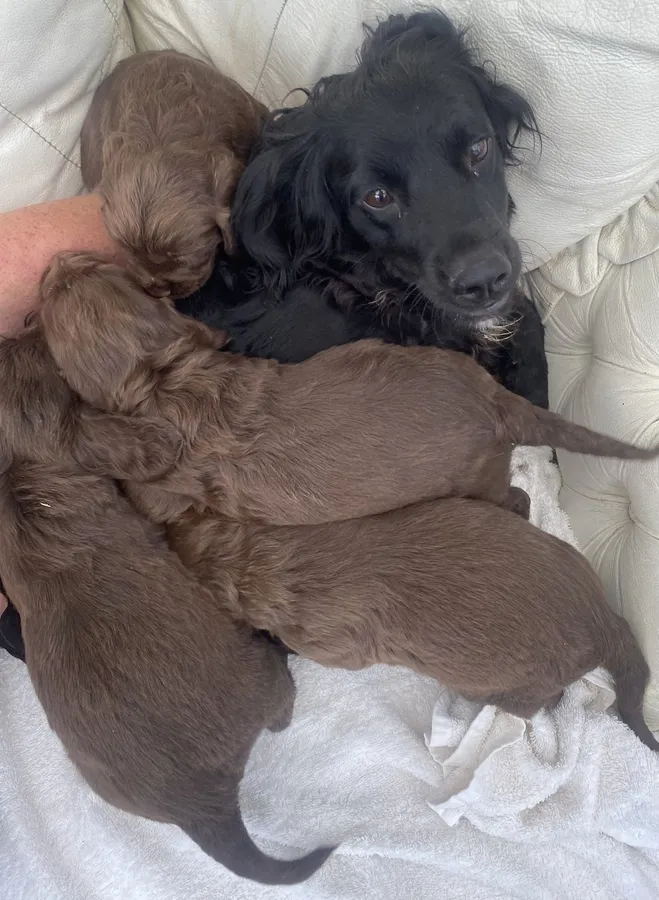 5 star chocolate cocker spaniel pups