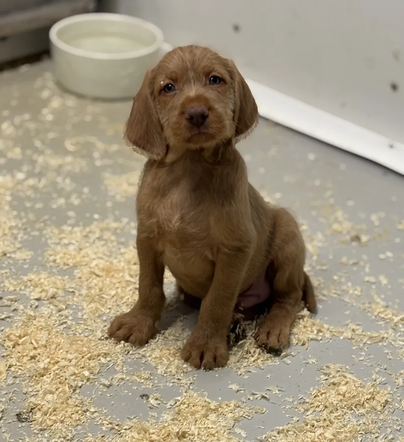 Health tested and working HWV male pups