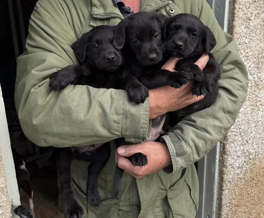 Black Labrador dog puppies