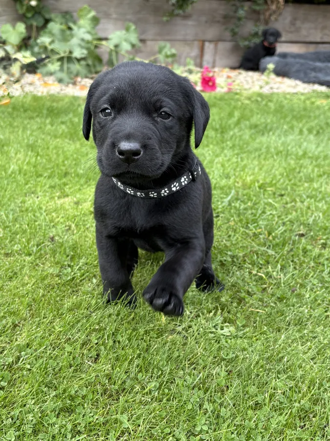 Labrador puppies
