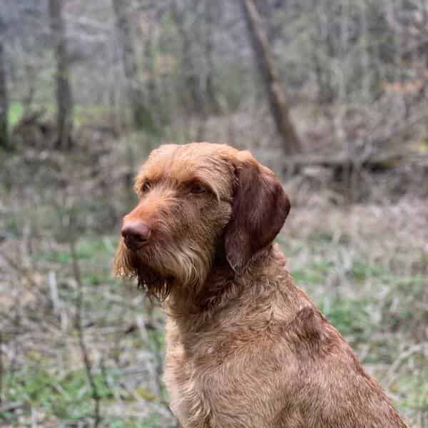 Hungarian Wire Haired Vizsla Stud Fully Tested