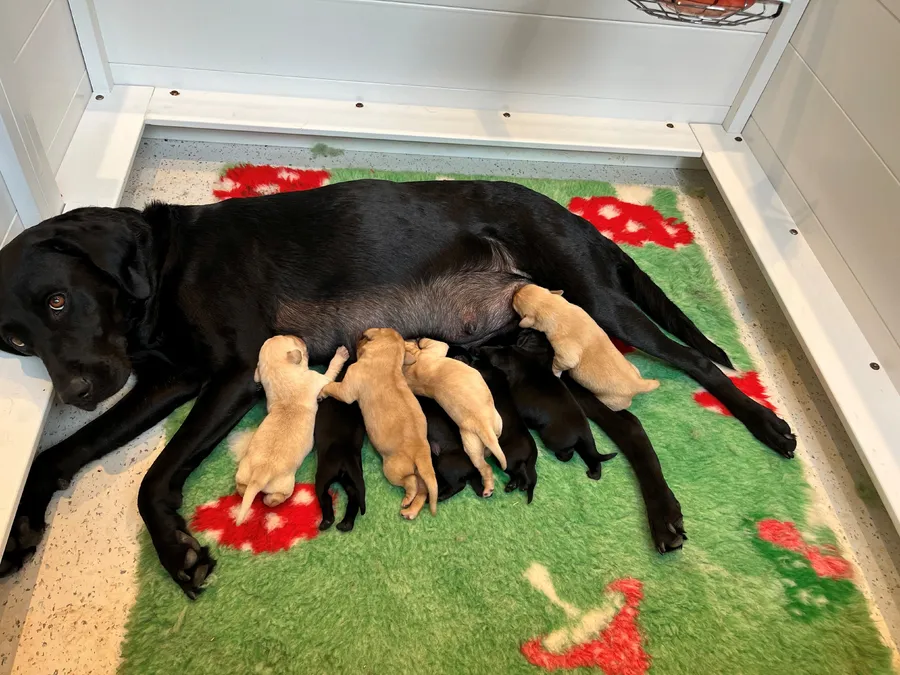 KC and fully health and eye tested litter working