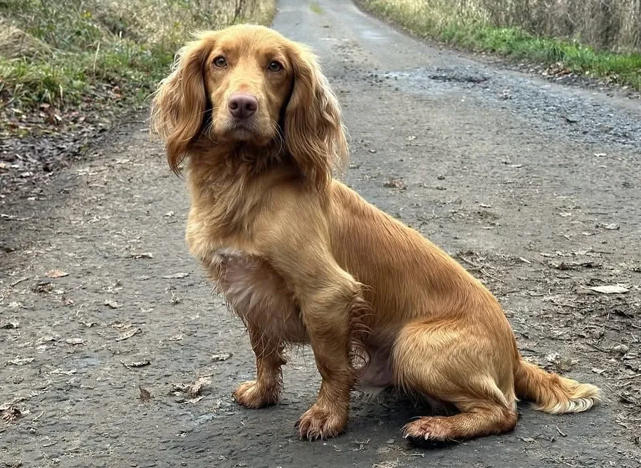 Golden Fully Health Tested Cocker Spaniel Stud
