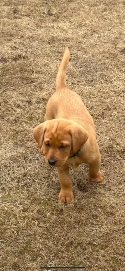 Fox Red Labrador Puppies
