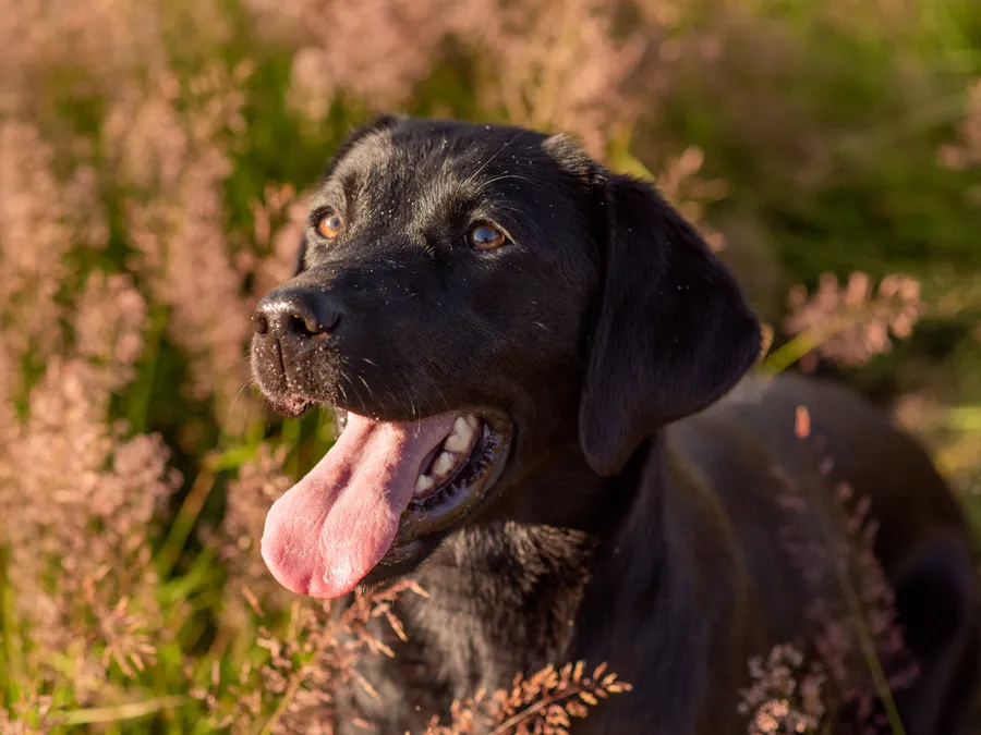 Fully Health Tested 18 month Black Labrador Bitch