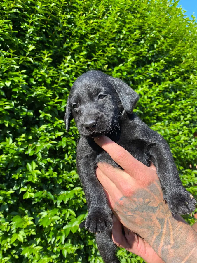 Stunning Labrador Puppies