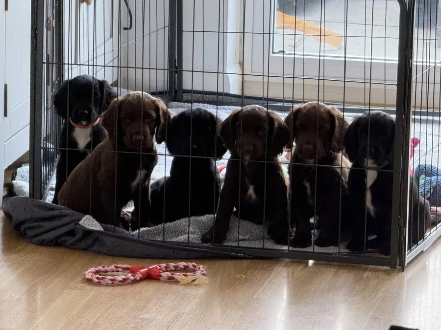 Beautiful cocker spaniel puppies