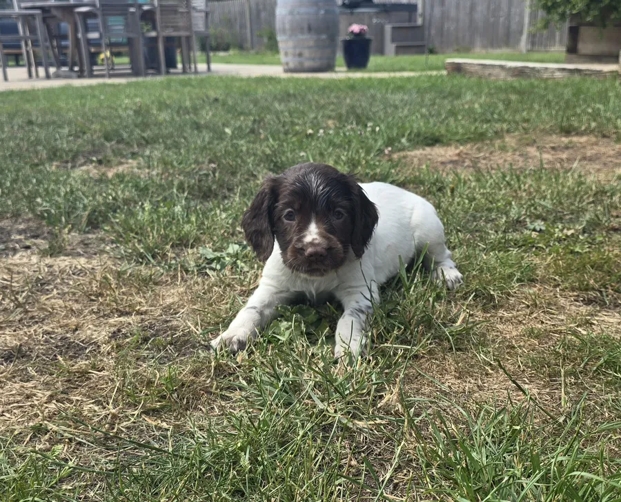 KC register springer puppies