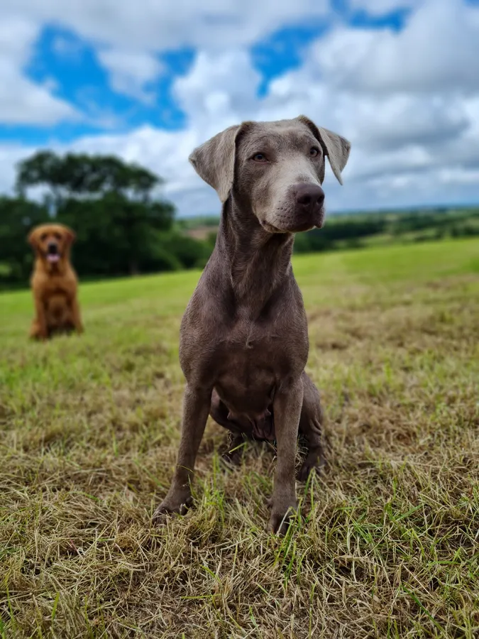Outstanding KC Black Labradors