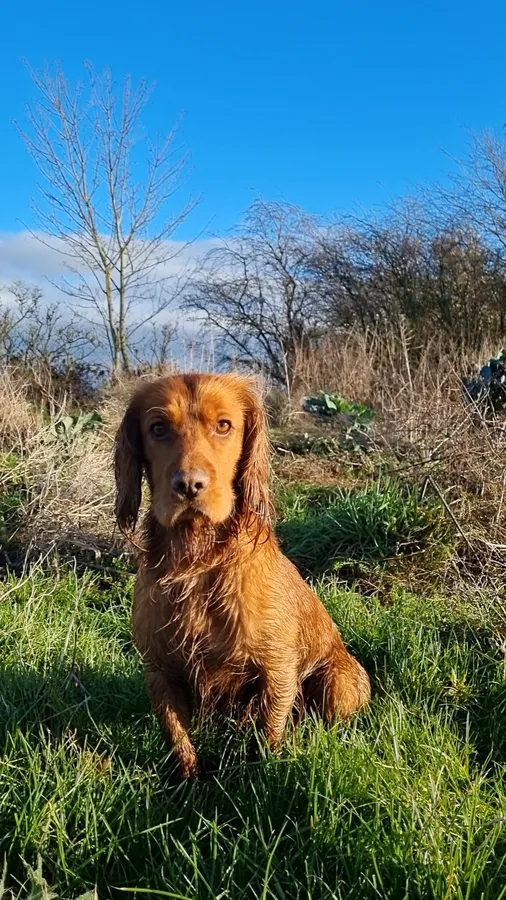 Red Working Cocker Spaniel Stud KC Registered Health Tested Eye Tested