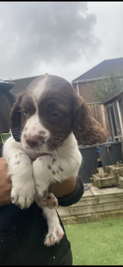 Liver and white Ess puppies