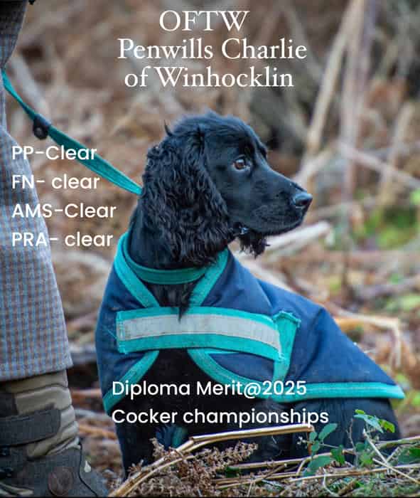 OFTW Penwills Charlie of Winhocklin