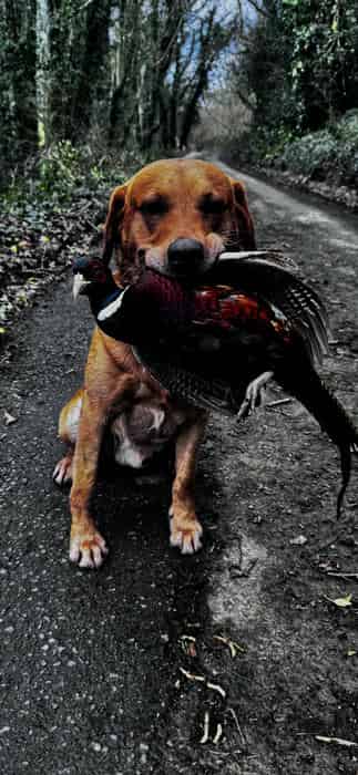KC Health Tested Red Labrador