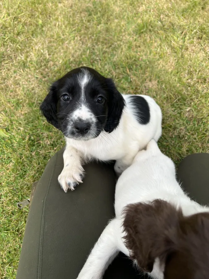 FTCH Working KC Registered Springers