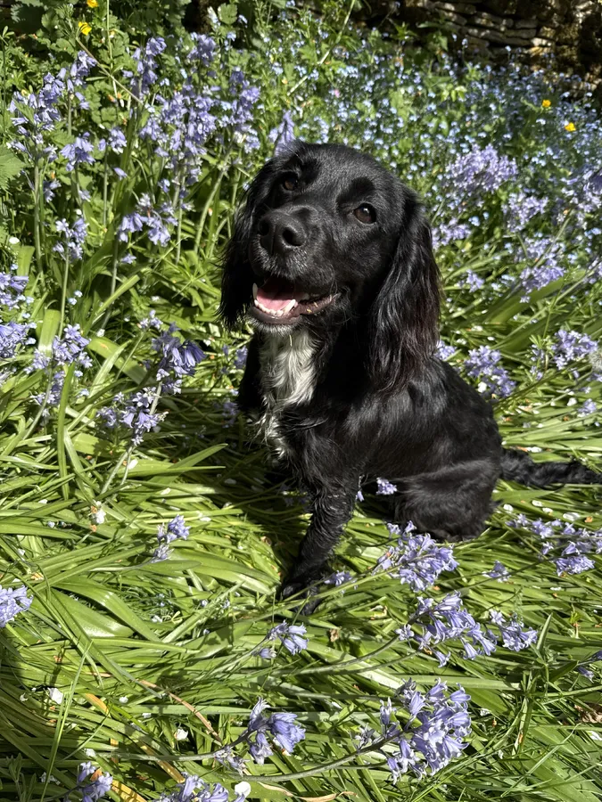 Pre-mating advert-Cocker Spaniel Puppies