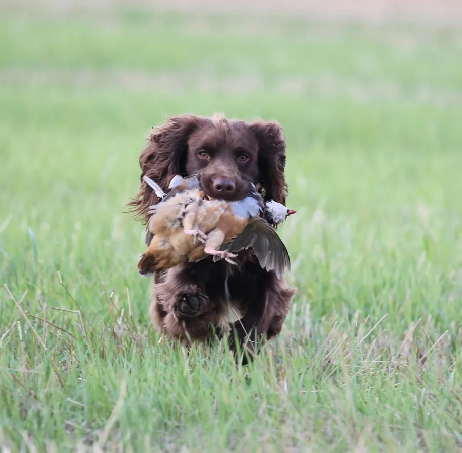 Fully health tested cocker spaniel stud