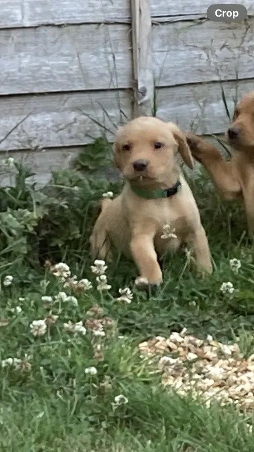 Fox red Labrador pups