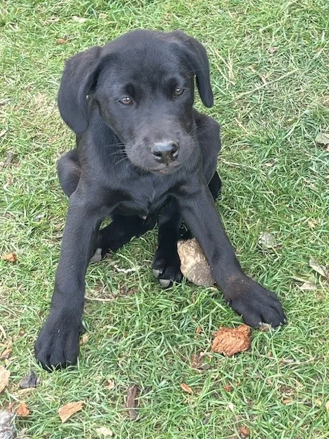 Two outstanding black Labrador dog puppies