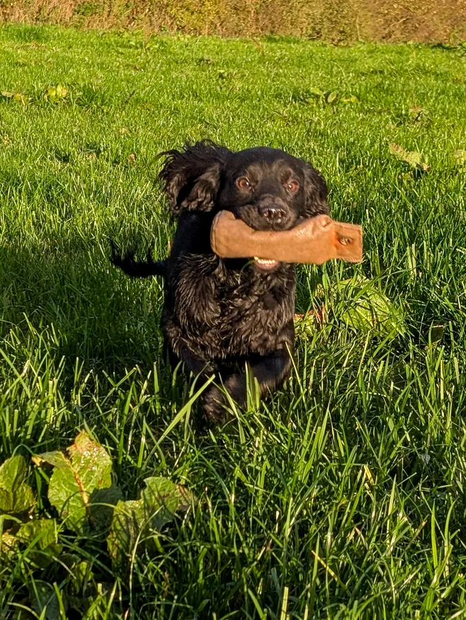 Stylish 16 Month Cocker Spaniel Dog