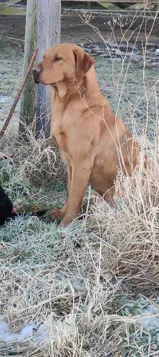 FOX RED KC REGISTERED LABRADOR AVAILABLE FOR STUD