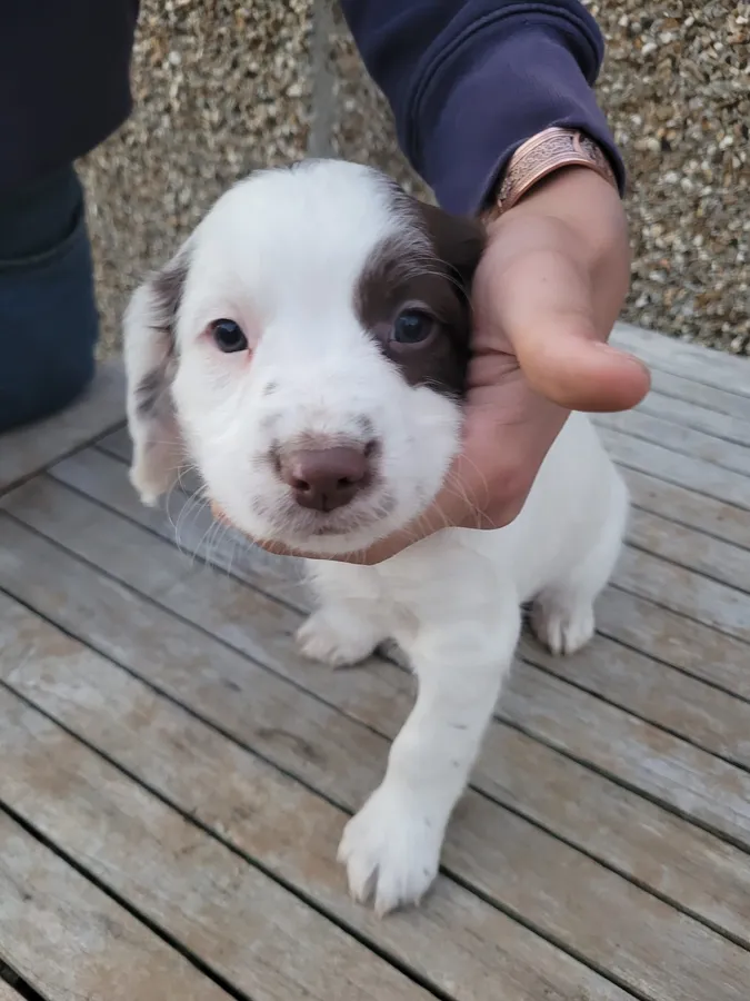 English Springer Spaniels