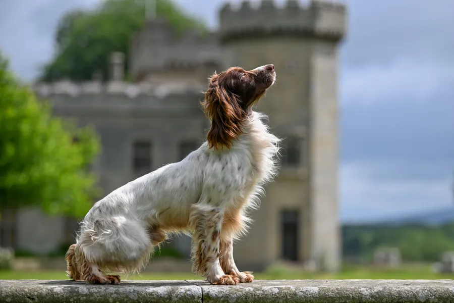 FTCH Springer Spaniel Stud