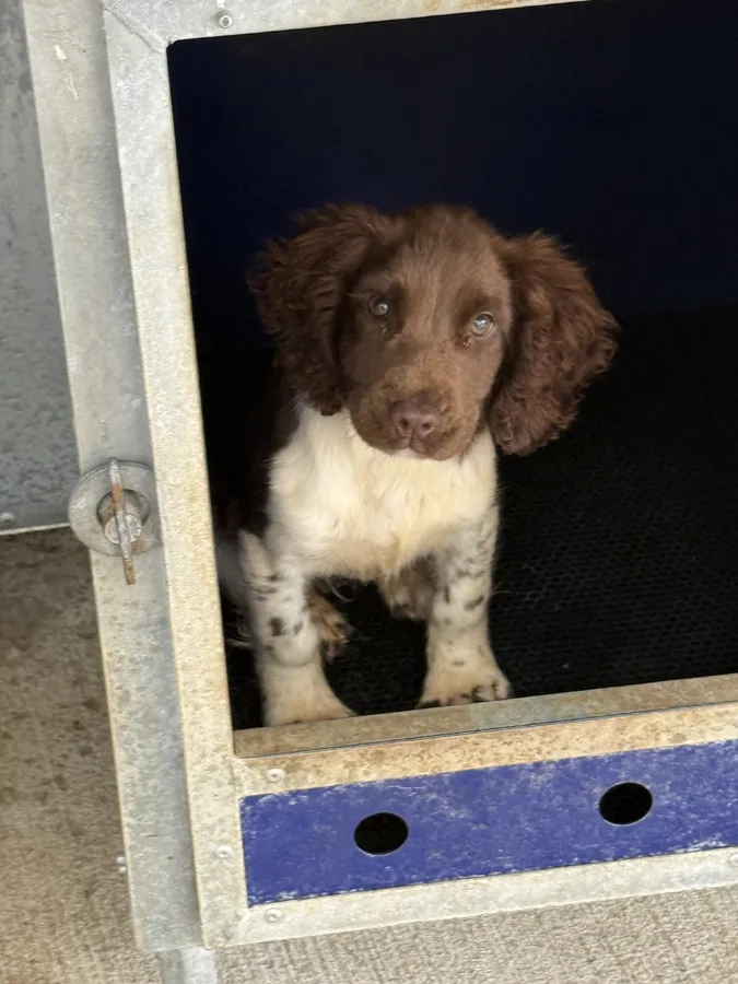 Springer pup
