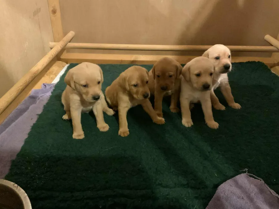 Beautiful Working Yellow Lab Puppies